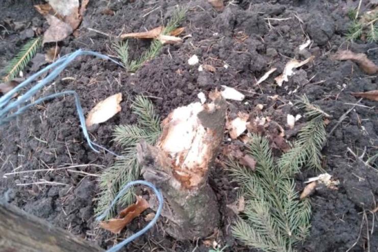В Болградському районі 13-річний хлопець спиляв та викрав блакитну ялинку прямо в центрі міста